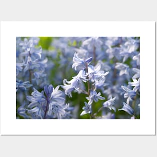 Bluebells flowering in late Spring - Yorkshire, UK Posters and Art